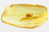 Detailed Fossil Spider (Araneae) In Baltic Amber #352855-1
